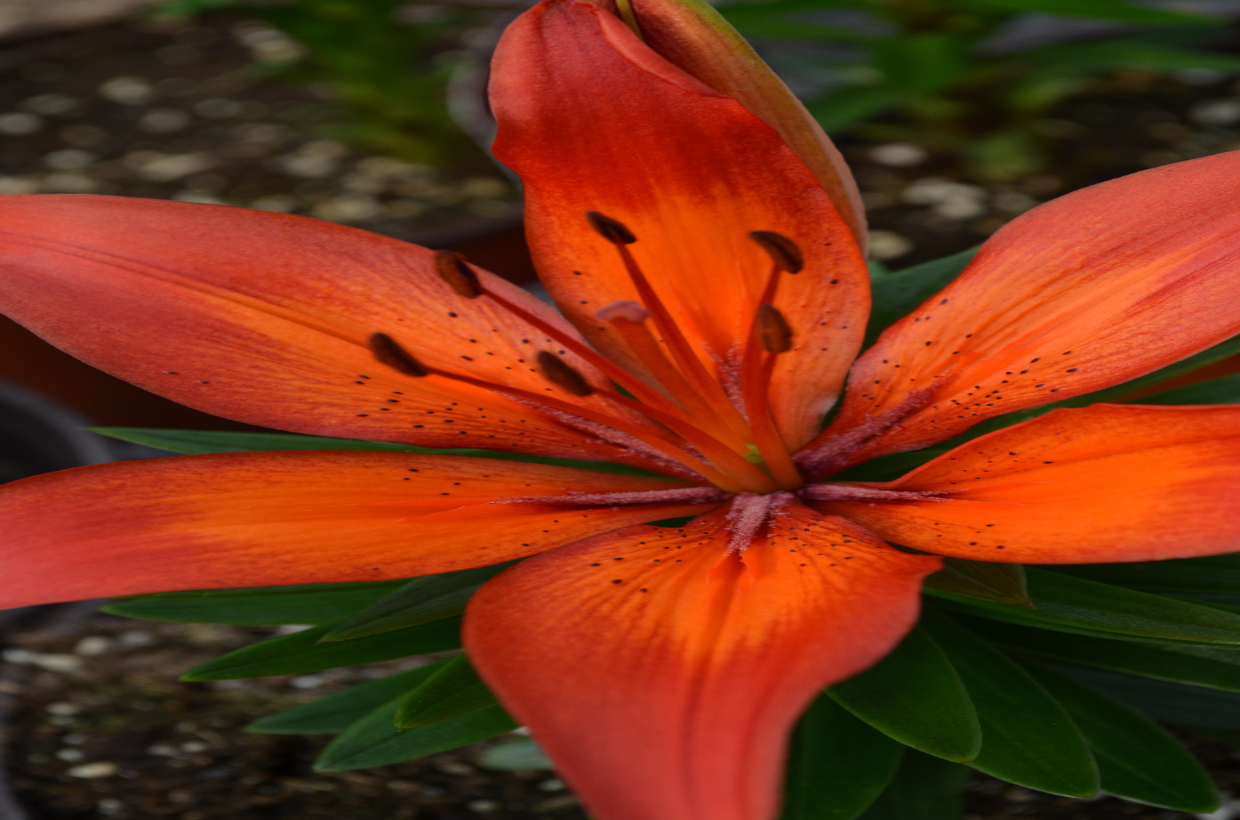 Lilium AsiaticPot Lily Matrix Floral Acres